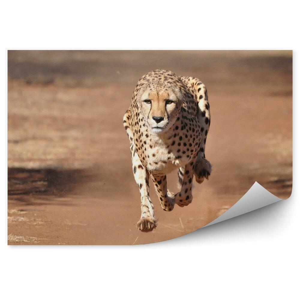 Fototapeta na stenu Bežiaci gepard