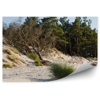 Fototapeta na stenu Stromy piesok tráva príroda vegetácia