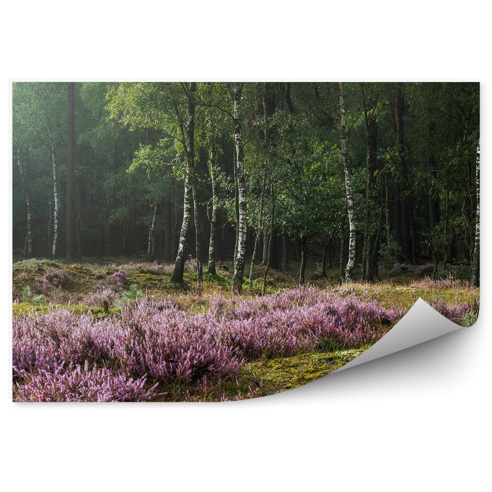 Fototapeta Vres Na Pozadí Brezového Lesa