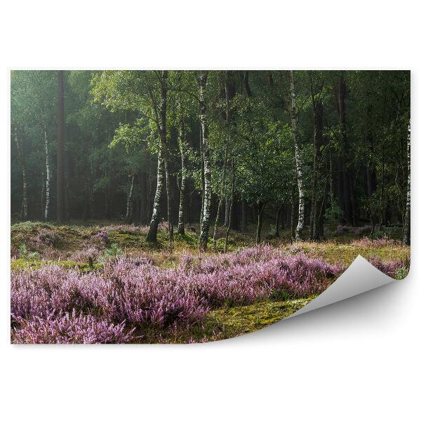 Fototapeta Vres Na Pozadí Brezového Lesa