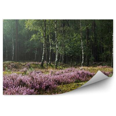 Fototapeta Vres Na Pozadí Brezového Lesa