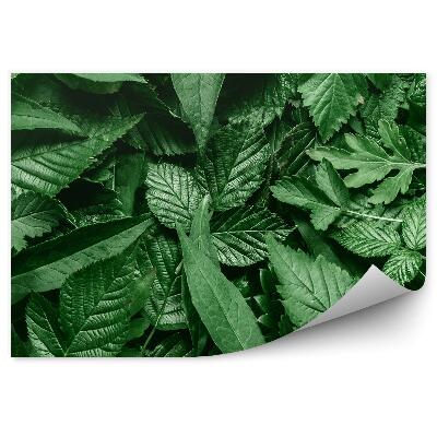 Fototapeta na stenu Rozptýlené listy biely rám príroda