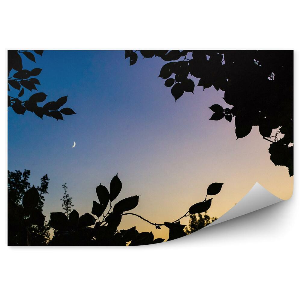 Fototapeta Listy zapadajúceho slnka