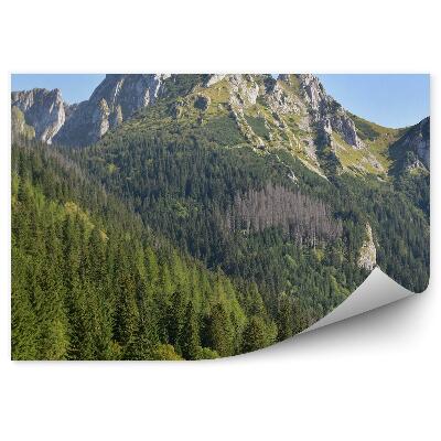 Fototapeta Vianočné stromčeky les horský vrchol tatranská zeleň