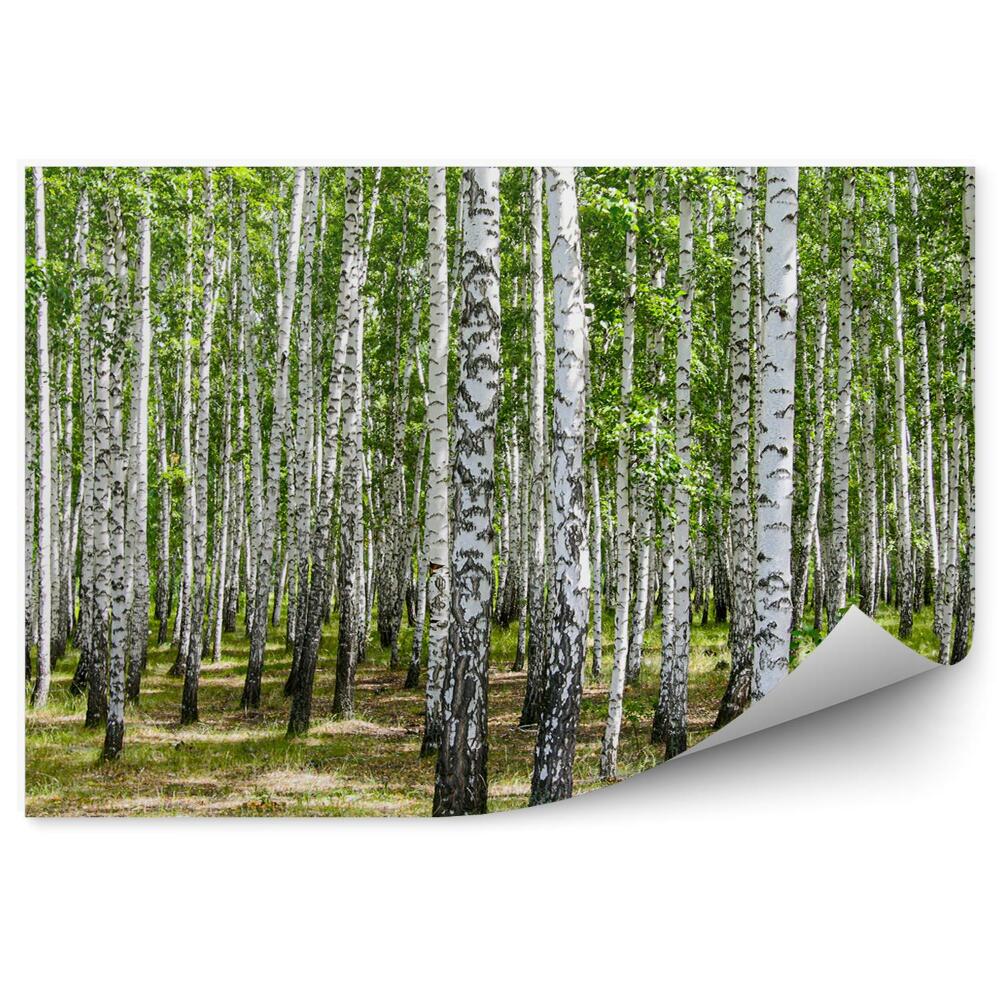 Fototapeta Brezový les tráva