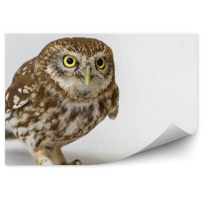 Fototapeta na stenu Sova dlhochvostá na svetlom pozadí