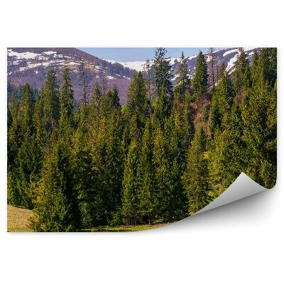 Fototapeta na stenu Ihličnatý les hory obloha mraky