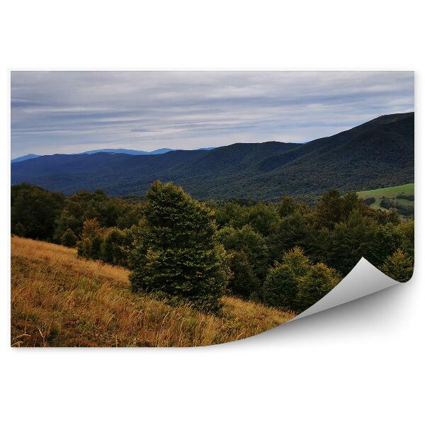 Fototapeta Vianočné stromčeky les Bieszczady hory