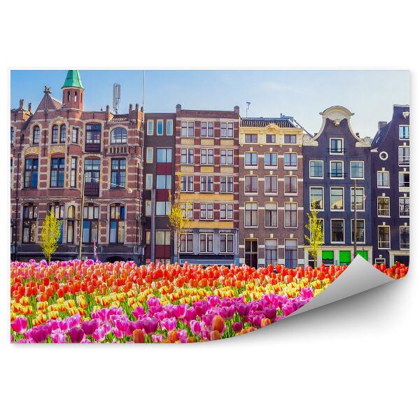Fototapeta Pole Tulipánov Stromy Amsterdam