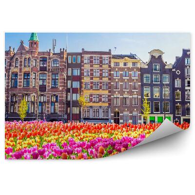 Fototapeta Pole Tulipánov Stromy Amsterdam