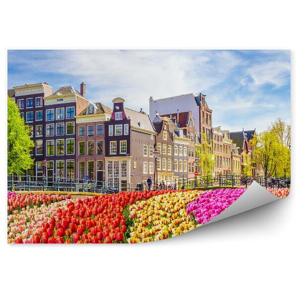 Fototapeta na stenu Pole Tulipánov Stromy Amsterdam Mesto Holandsko