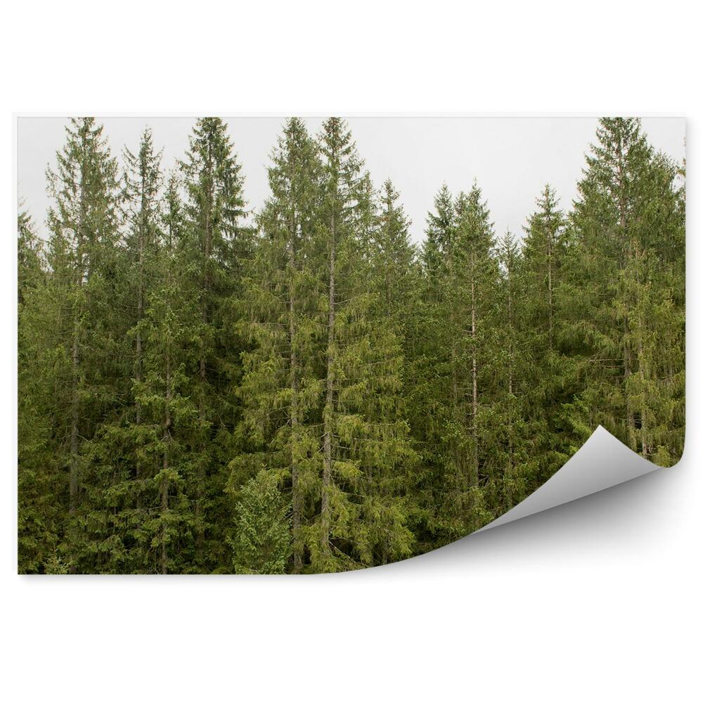 Fototapeta na stenu Pohľad na borovicový les