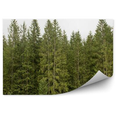 Fototapeta na stenu Pohľad na borovicový les