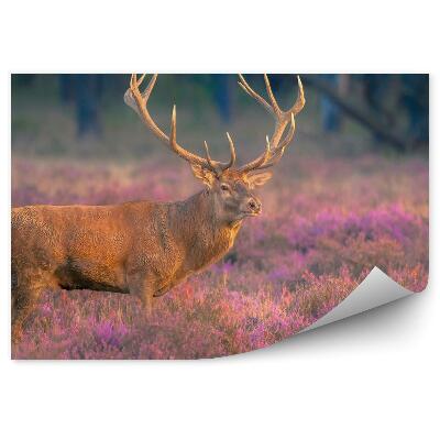 Fototapeta na stenu Samec jeleňa na vresovisku