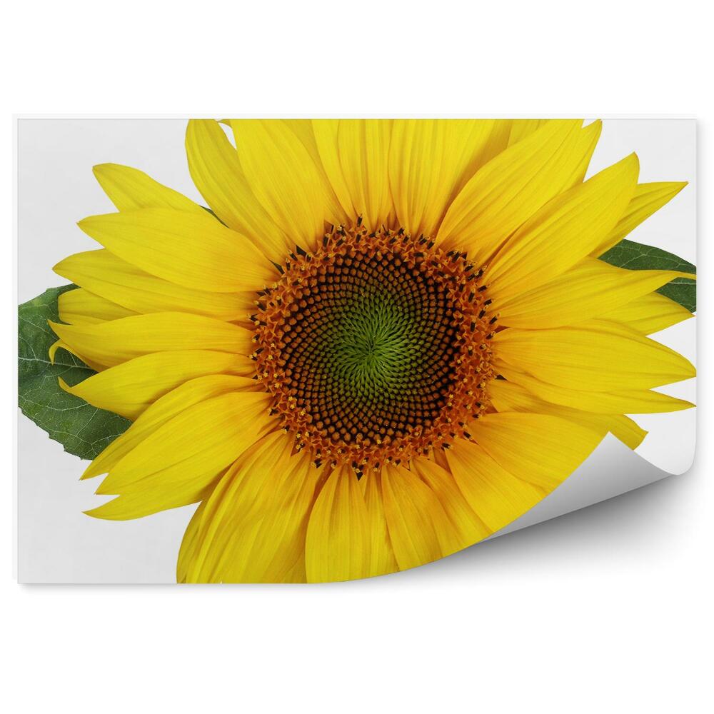 Fototapeta Slnečnice Kvety