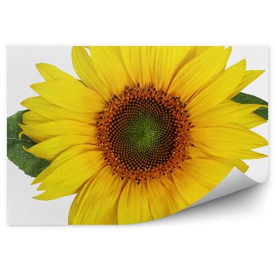 Fototapeta Slnečnice Kvety