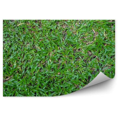 Fototapeta Zelená tráva leto príroda