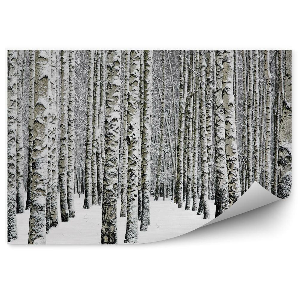 Fototapeta na stenu Zimný brezový les