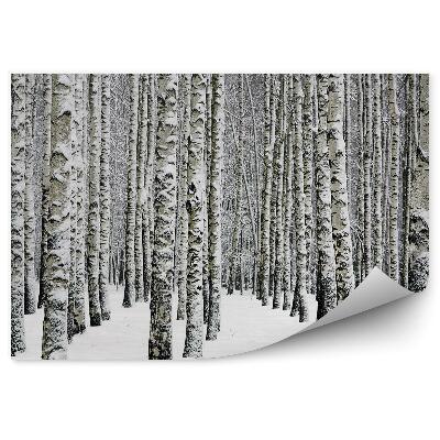 Fototapeta na stenu Zimný brezový les