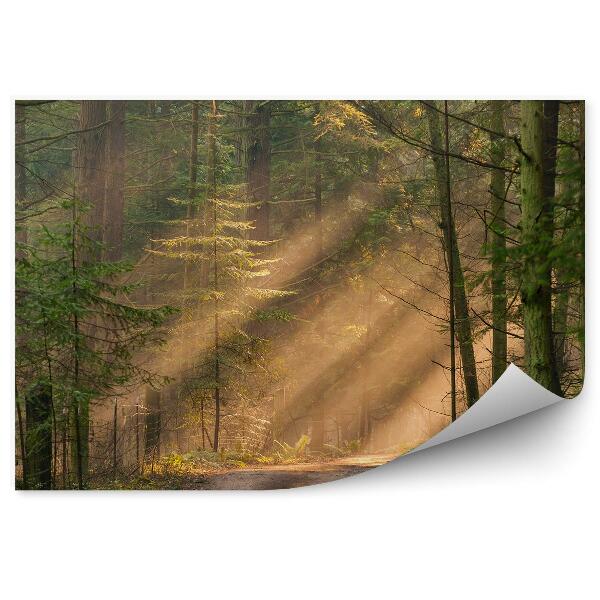 Fototapeta Ihličnatá lesná hmla cesta