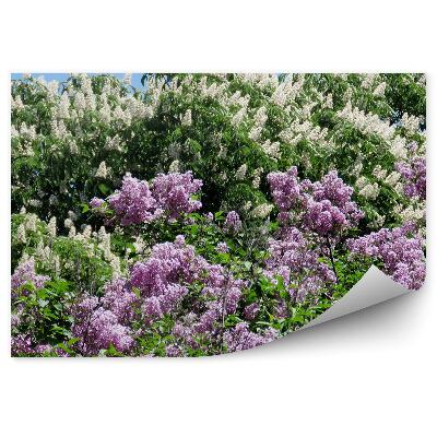 Fototapeta Ružové A Biele Kvety Listov Šeříka