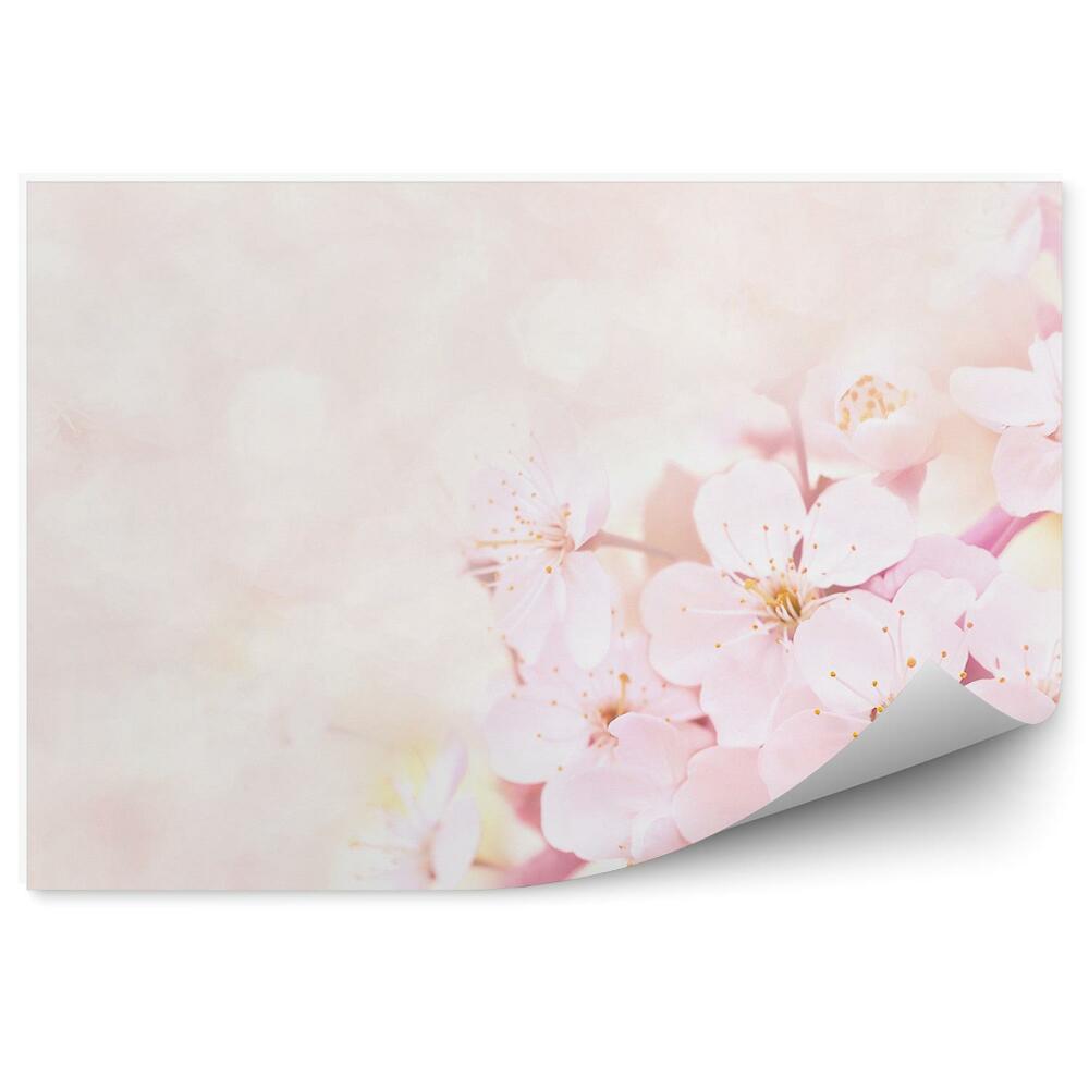 Fototapeta Ružové Čerešňové Kvety Obrázok