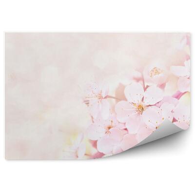 Fototapeta Ružové Čerešňové Kvety Obrázok