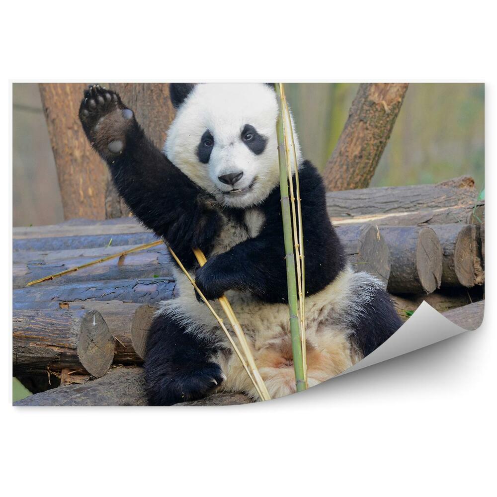 Fototapeta na stenu Mávajúca panda