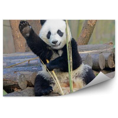 Fototapeta na stenu Mávajúca panda