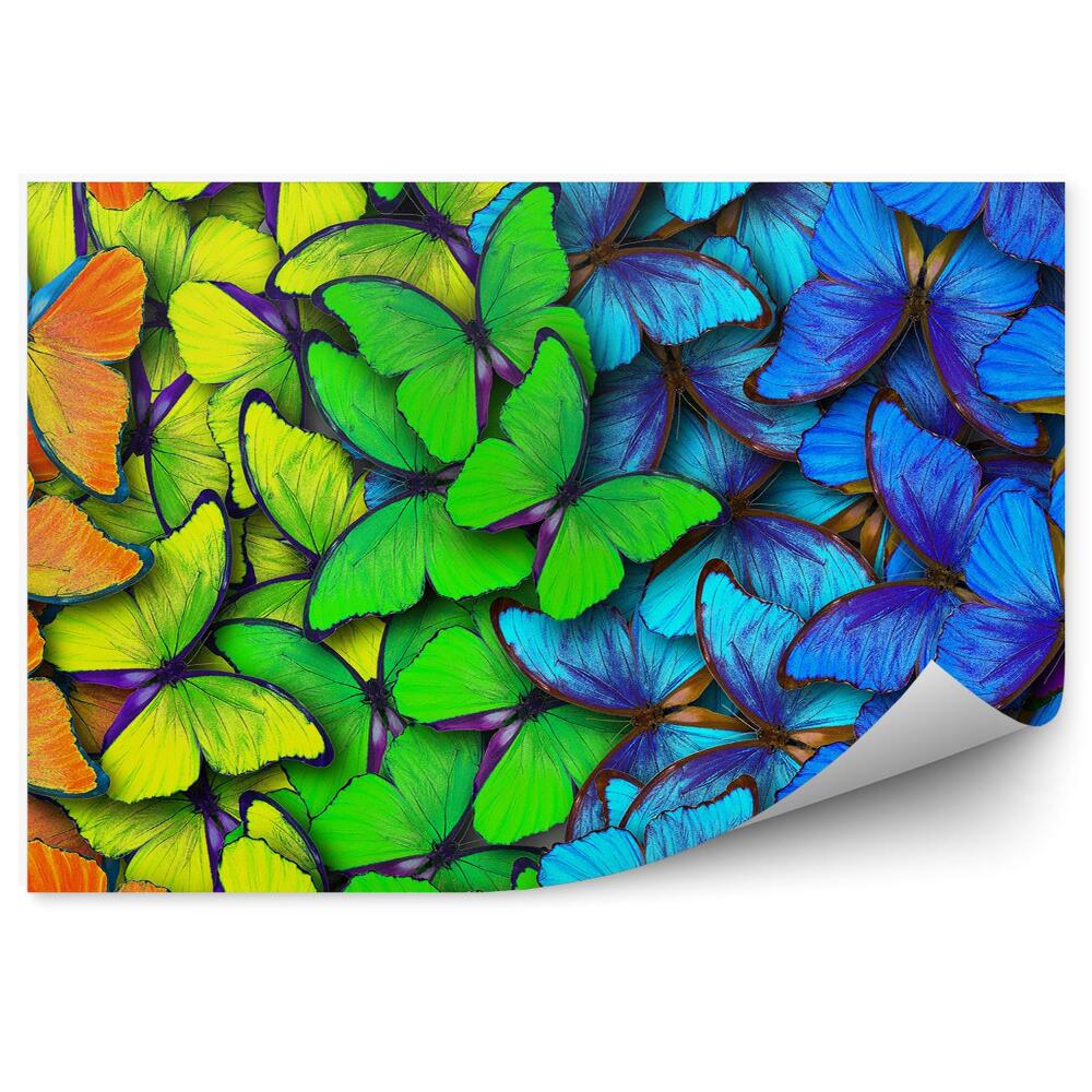 Fototapeta na stenu Dúhové Motýle