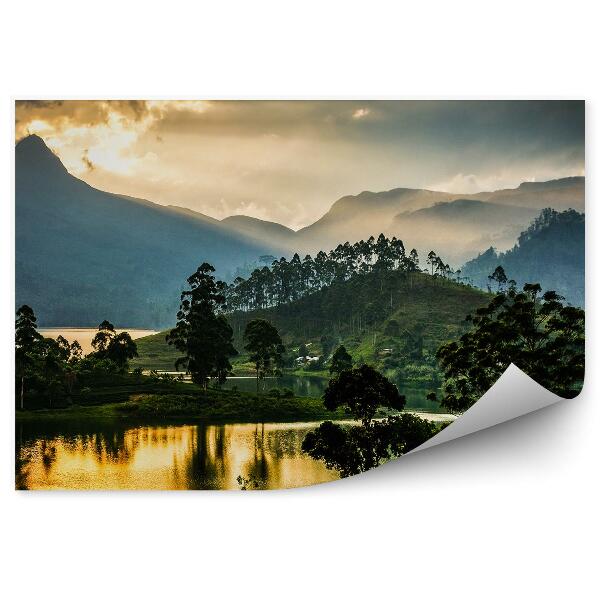 Fototapeta na stenu Panoráma čajovej plantáže západ slnka