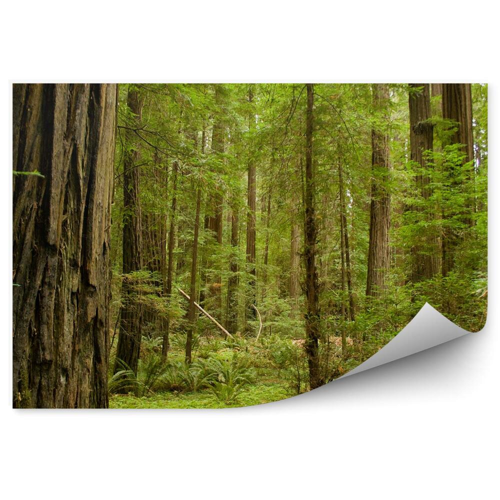 Fototapeta Cesta cez sekvojový les