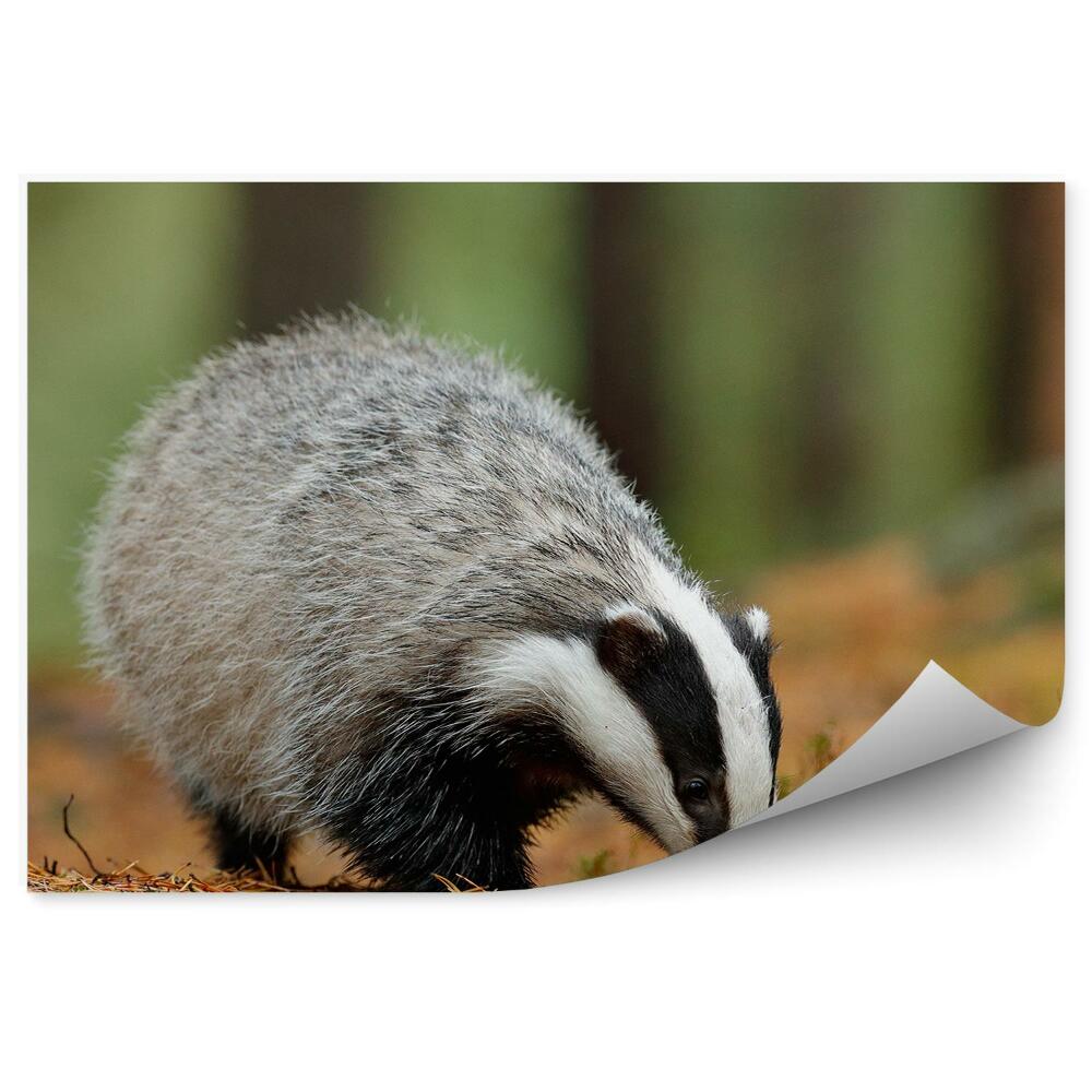 Fototapeta na stenu Jazvec trávy skaly