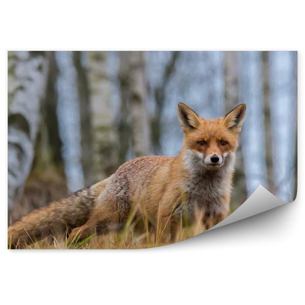 Fototapeta na stenu líška brezový les tráva