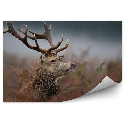 Fototapeta na stenu Hlava jeleňa v hmle