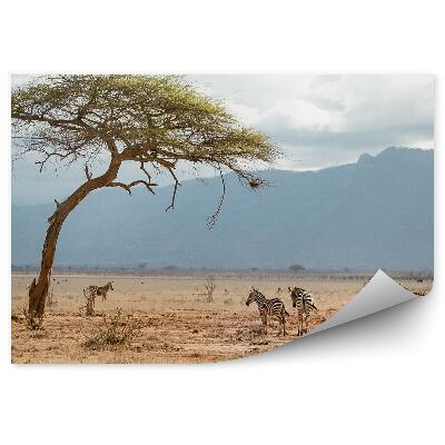 Fototapeta Zebra savana Afrika obloha hory