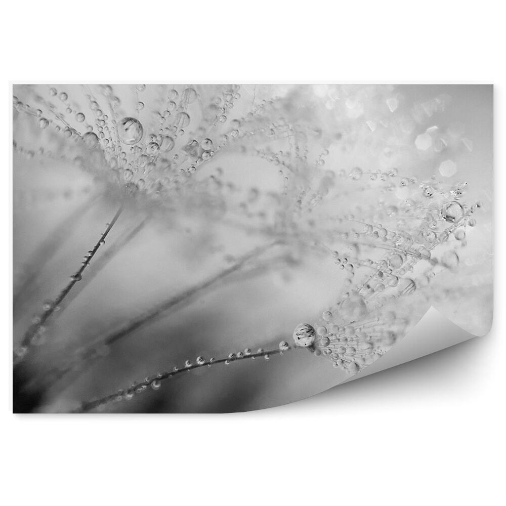 Fototapeta Rosnička Rastliny Púpavy