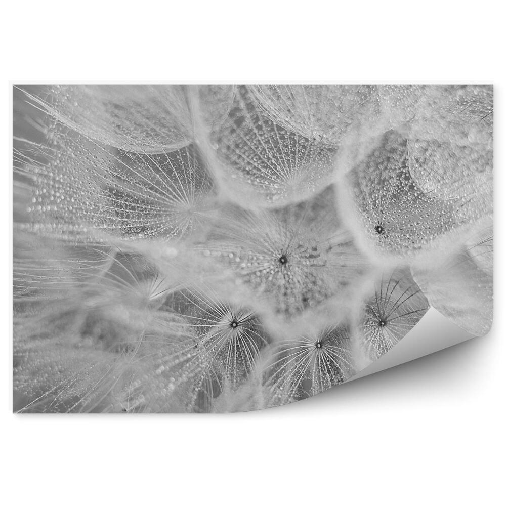 Fototapeta na stenu Púpava Rosička