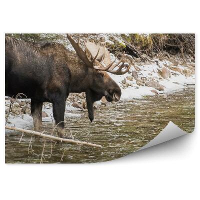 Fototapeta Samec losa a horský potok