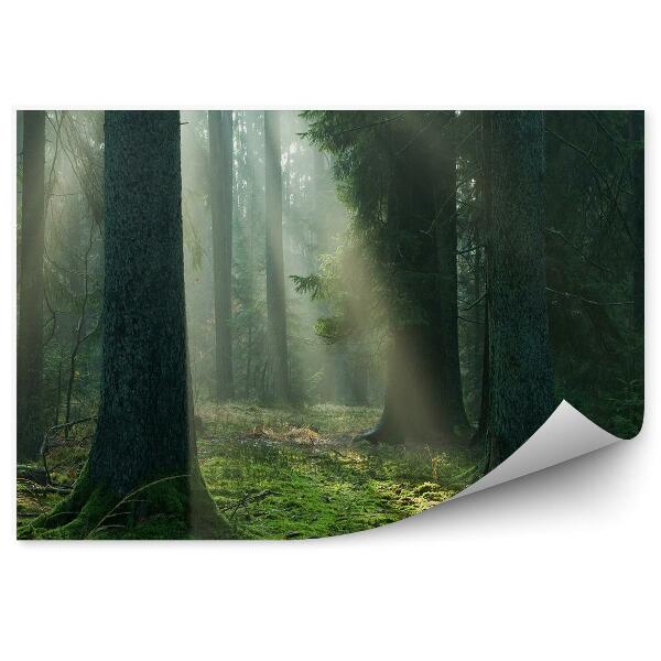 Fototapeta na stenu Hmlistý ihličnatý les