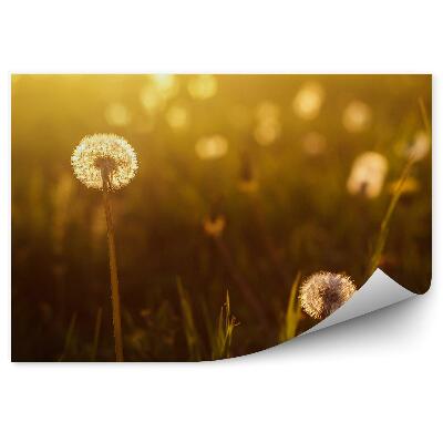 Fototapeta na stenu Lúčna Rosnička