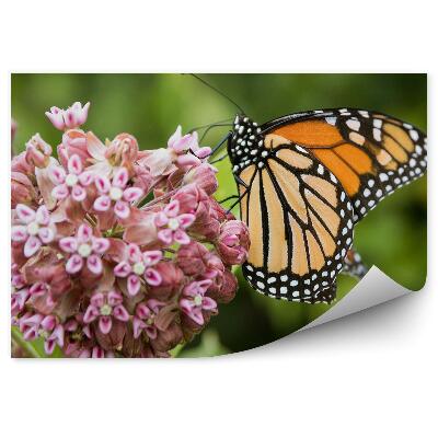 Fototapeta na stenu Motýľ púčik ružových kvetov zelené pozadie