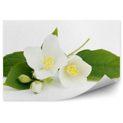 Fototapeta Kvet Jazmínu