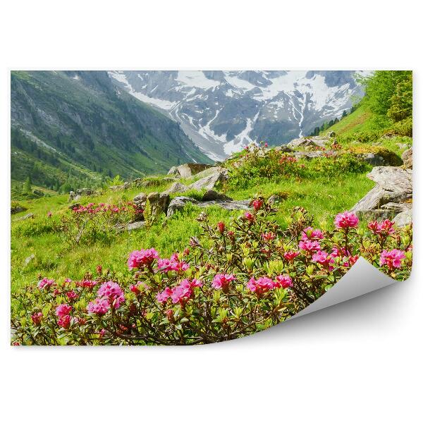 Fototapeta na stenu Panoráma alpské hory sneh ihličnaté stromy kvety rastliny skaly
