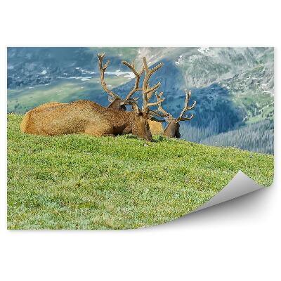 Fototapeta Stádo zvierat odpočinok hory čistenie trávy