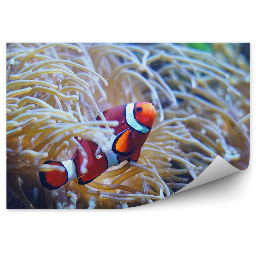 Fototapeta na stenu Sasanka ryba klaun podvodný svet