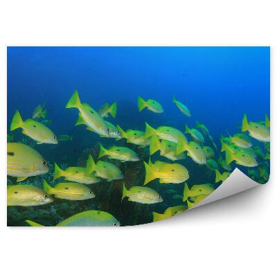 Fototapeta na stenu Húf žltých rýb