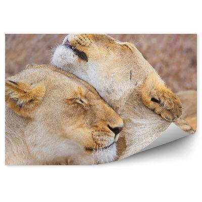 Fototapeta na stenu Objímajúci sa levy