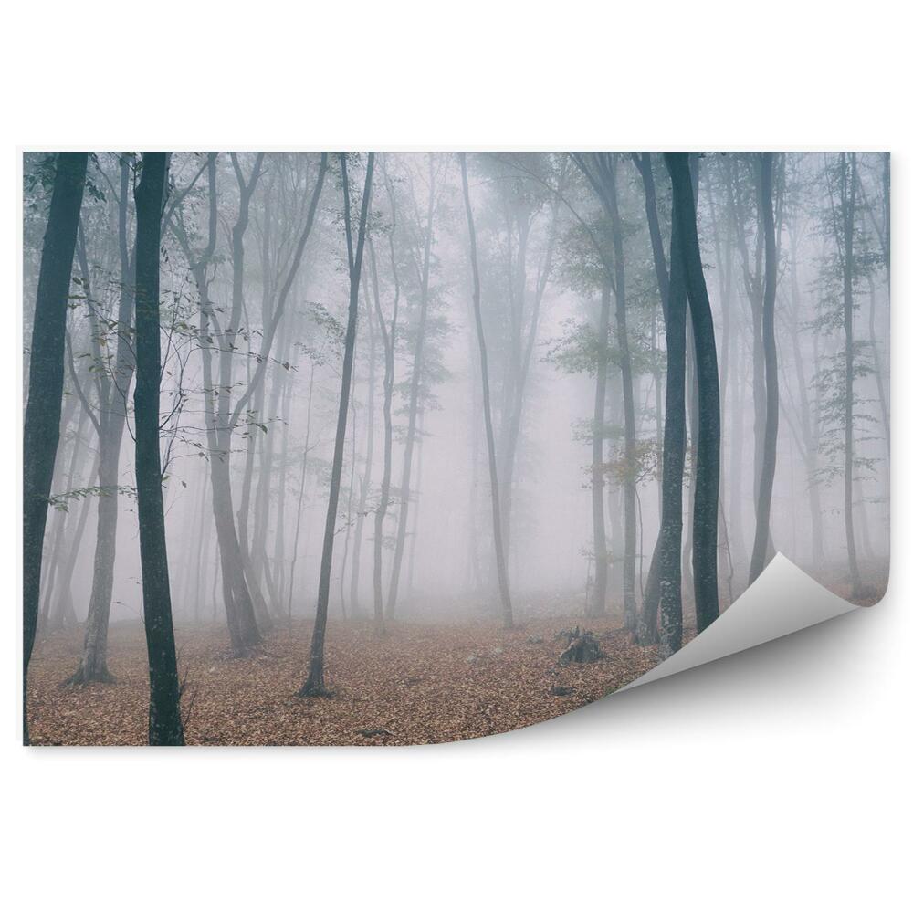Fototapeta na stenu Hmlistý les