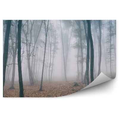 Fototapeta na stenu Hmlistý les